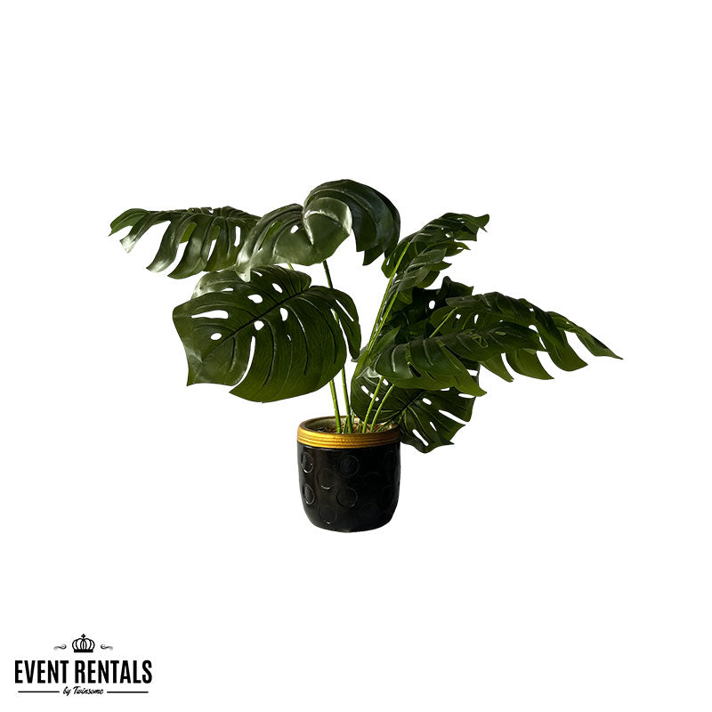 Monstera Potted Plant
